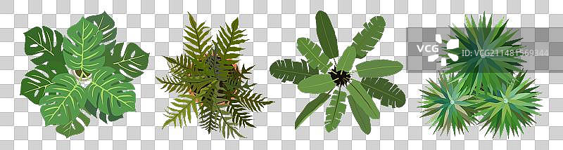 不同室内盆栽植物俯视图图片素材