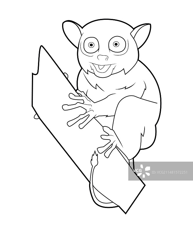 黑白眼镜猴狐猴图片素材