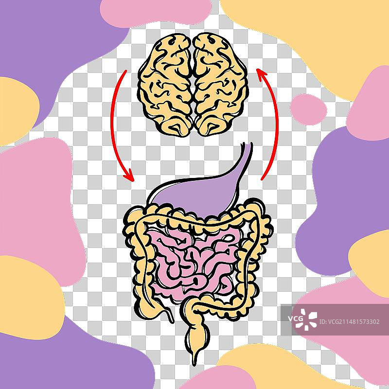 肠脑轴与人体健康的关系图片素材