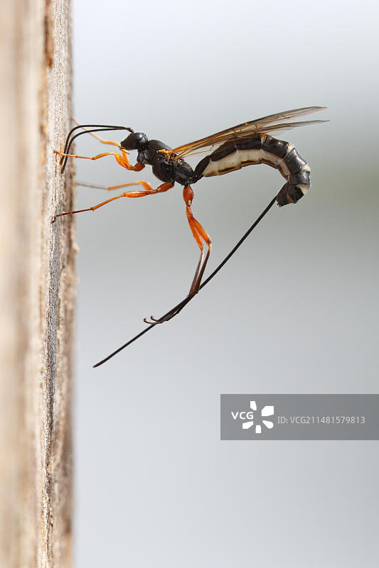 河畔自然公园姬蜂图片素材