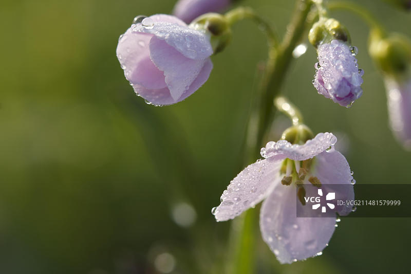 柳叶菜，清晨露珠中的花朵，韦泽马施地区，下萨克森州图片素材