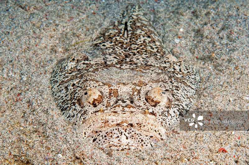 双带瞻星鱼，菲律宾海域图片素材