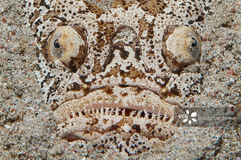 菲律宾海域伪装瞻星鱼特写图片素材