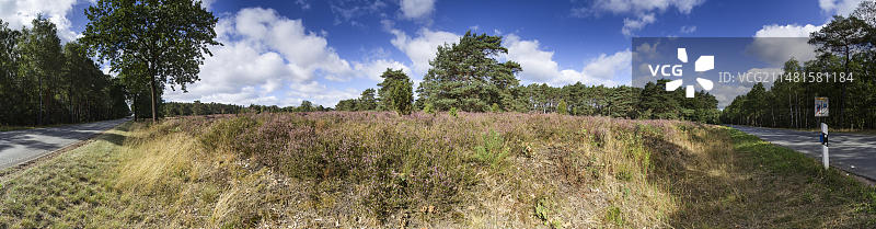德国下萨克森石楠景观270度全景图片素材