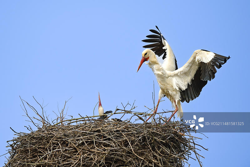 白鹳接近鸟巢的研究，勃兰登堡州利努姆的鹳村图片素材
