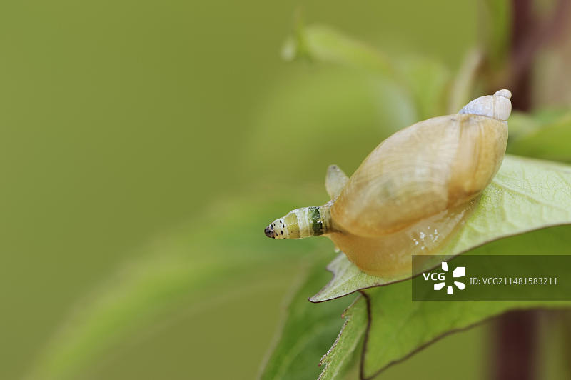 被吸虫感染的琥珀蜗牛，德国北莱茵-威斯特法伦图片素材