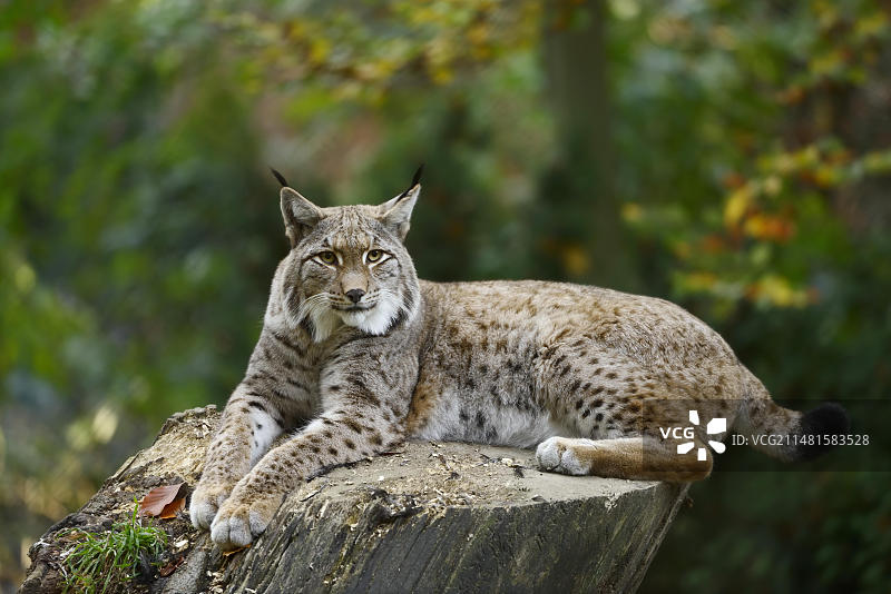 德国巴伐利亚圈养的欧亚猞猁图片素材