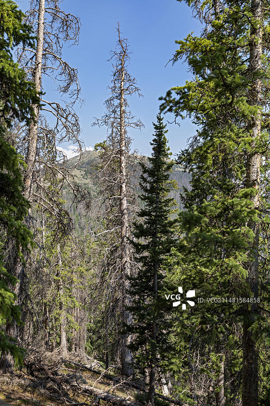 monarch山脉大陆分水岭附近的树木，被云杉树皮甲虫杀死图片素材