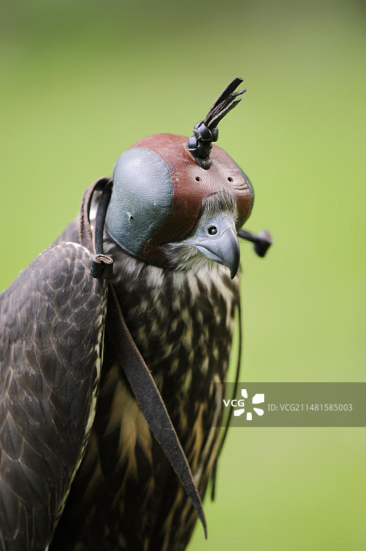 猎隼与草原隼的杂交品种，戴着猎鹰帽的鹰，德国，欧洲图片素材