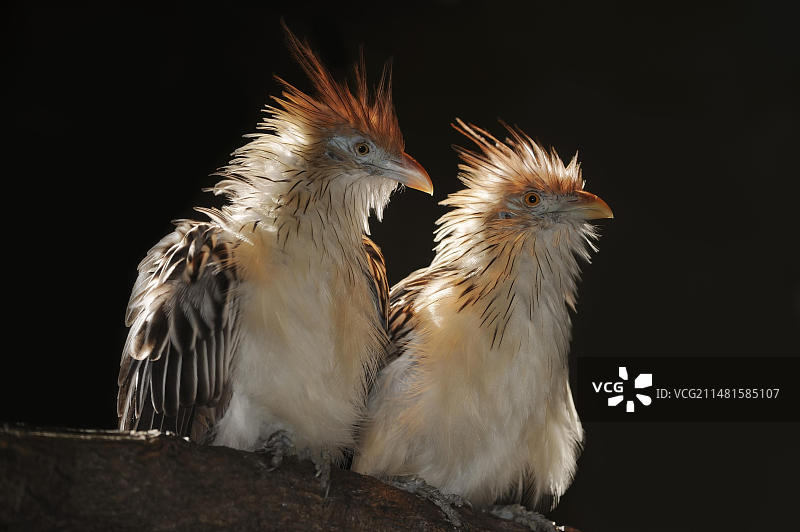 圭拉杜鹃，圈养于南美洲图片素材