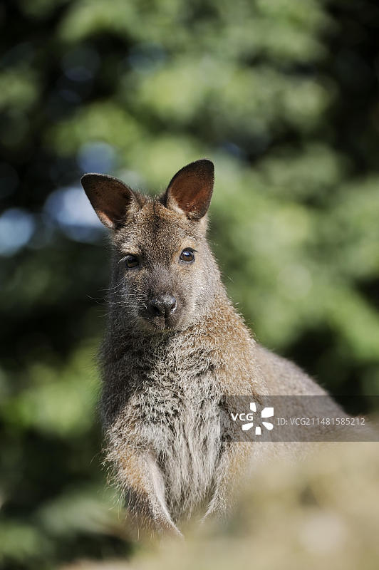红颈袋鼠或本内特袋鼠，肖像照，圈养，原产于塔斯马尼亚图片素材