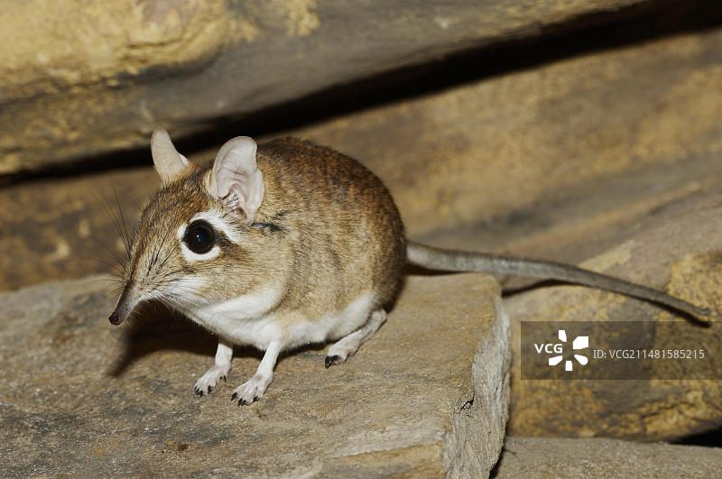 圈养的红褐象鼩，产于东非图片素材