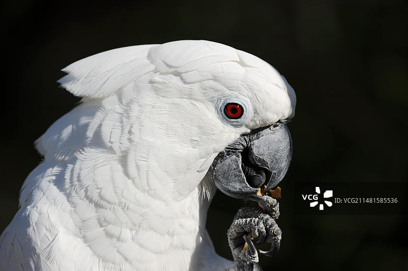 白色凤头鹦鹉（Cacatua alba），肖像，圈养，产于印度尼西亚图片素材