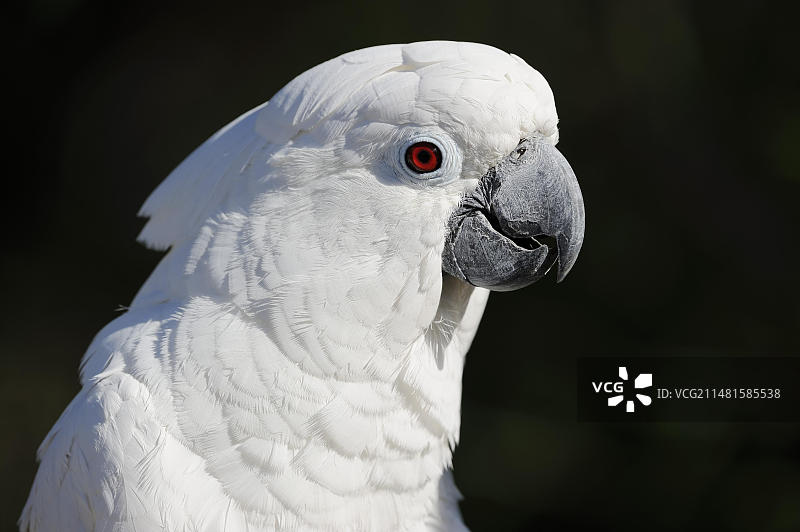 白色凤头鹦鹉（Cacatua alba），肖像，圈养，产于印度尼西亚图片素材