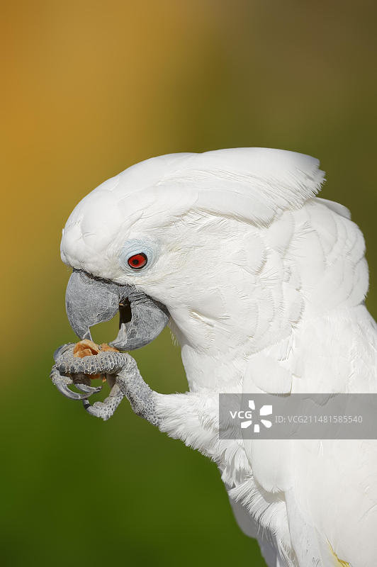 白色凤头鹦鹉（Cacatua alba），肖像，圈养，产于印度尼西亚图片素材