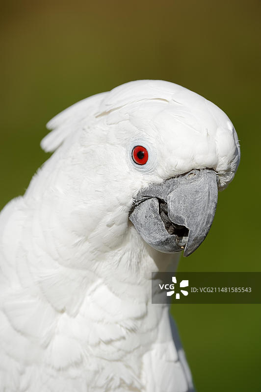 白色凤头鹦鹉（Cacatua alba），肖像，圈养，产于印度尼西亚图片素材