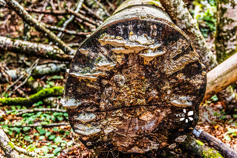 黑山科拉欣，比奥格勒山国家公园和冰川湖图片素材