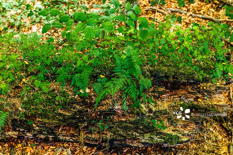 黑山科拉欣，比奥格勒山国家公园和冰川湖图片素材