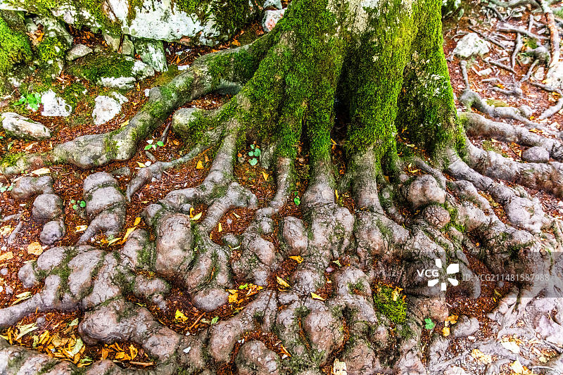 黑山科拉欣，比奥格勒山国家公园和冰川湖图片素材