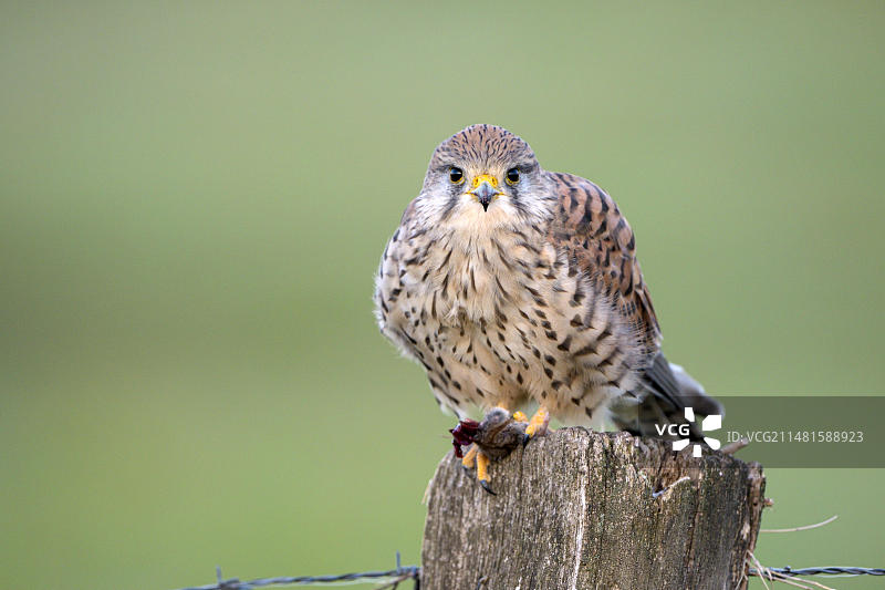 普通红隼，雌性，捕获老鼠后在德国的篱笆柱上食用图片素材