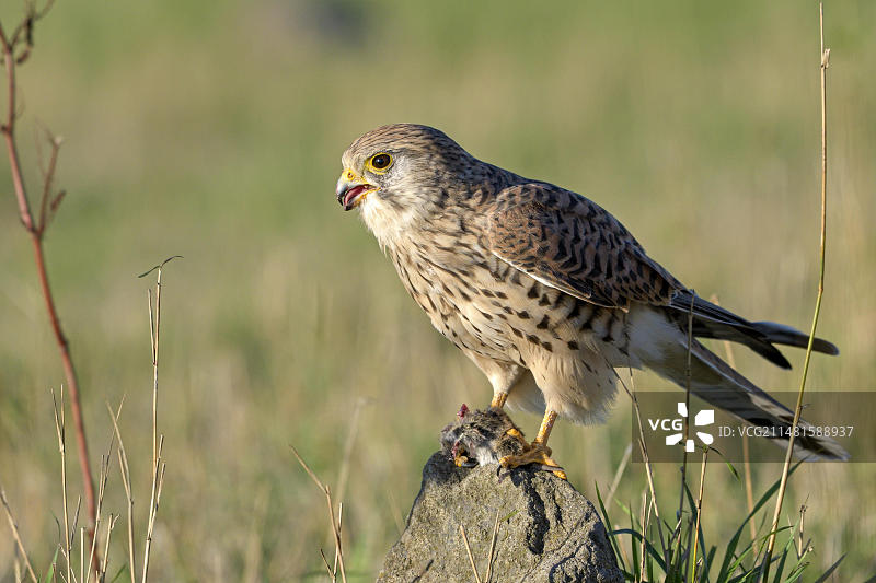 正在捕食老鼠的雌性普通红隼，德国图片素材