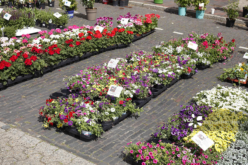 德国不莱梅花卉市场色彩鲜艳的鲜花与价签图片素材