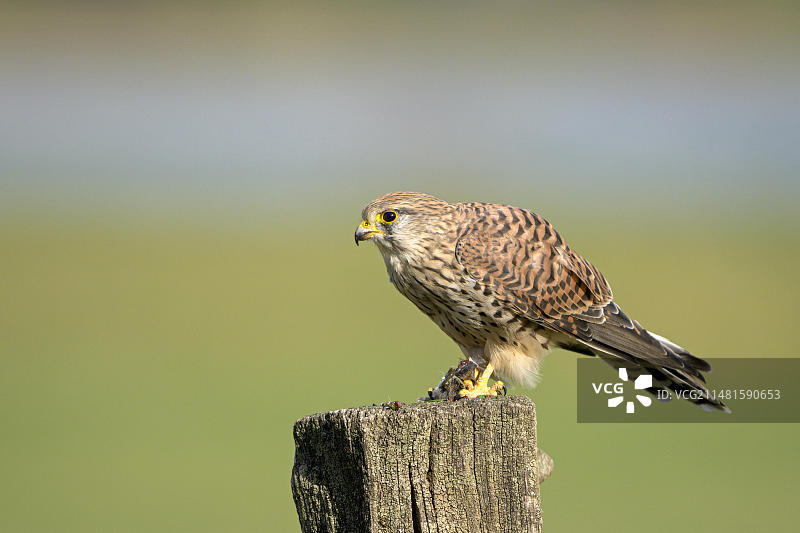 正在捕食老鼠的雌性普通红隼，德国图片素材
