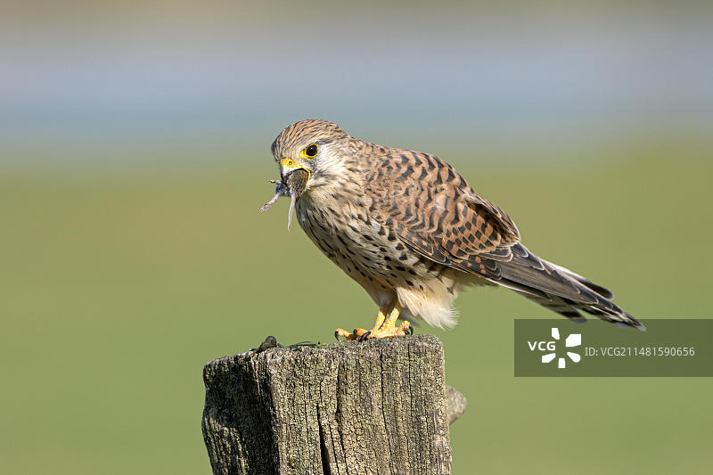 正在捕食老鼠的雌性普通红隼，德国图片素材