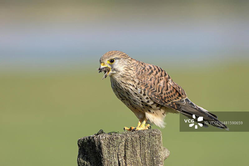 正在捕食老鼠的雌性普通红隼，德国图片素材