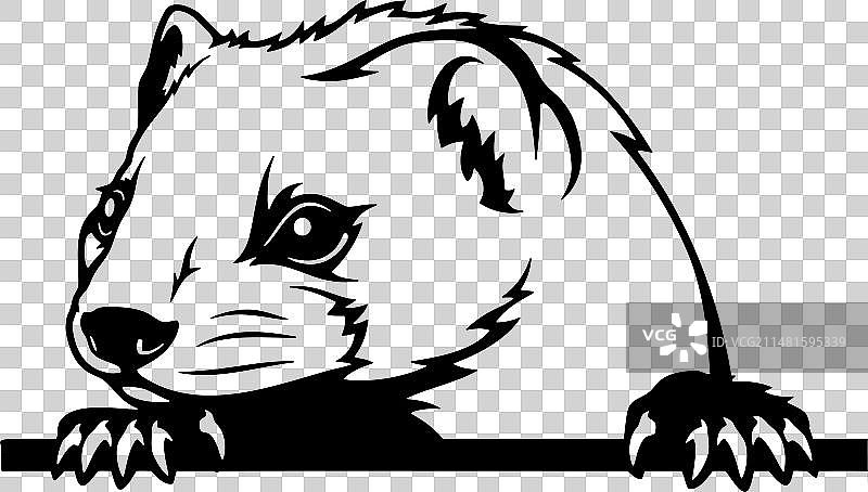 偷看的美洲貂模板 - 偷看的动物剪切文件图片素材