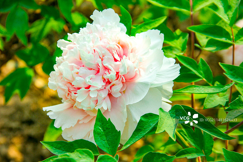 国花牡丹-鲁粉图片素材