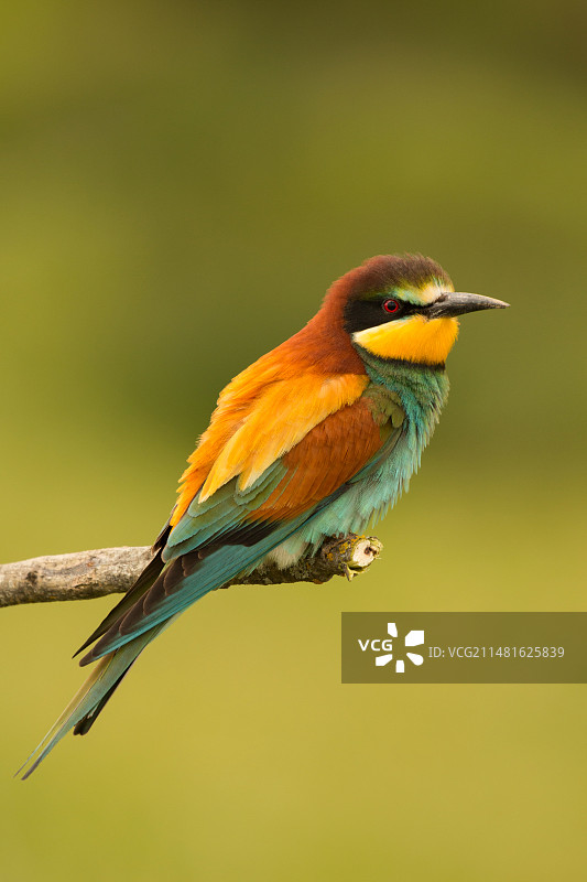 鸟类抓拍野生动物图片素材
