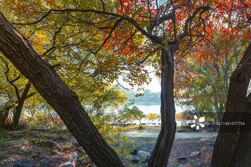 圆明园遗址公园蓬岛瑶台中心湖岛秋天红叶图片素材