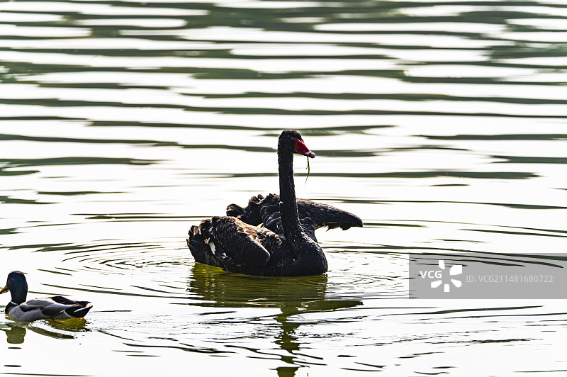 北京圆明园遗址公园黑天鹅图片素材
