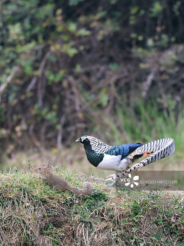白腹锦鸡图片素材