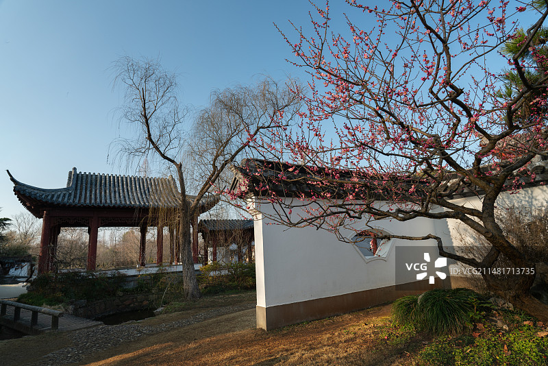 红楼艺文苑春梅盛开图片素材