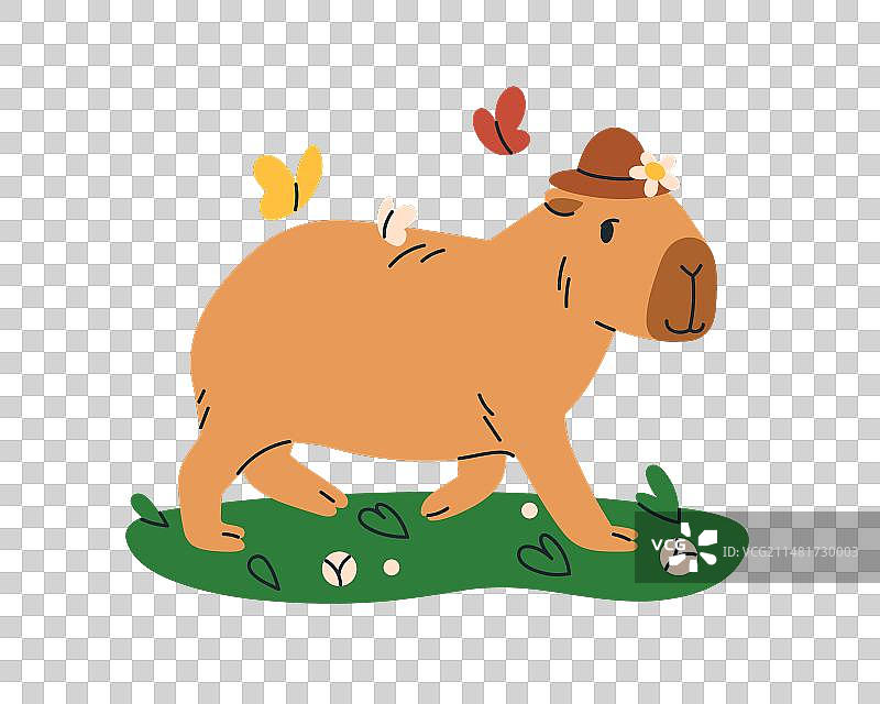 可爱的水豚走路图片素材