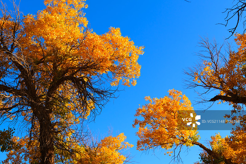 额济纳胡杨林图片素材