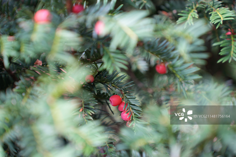 伦敦肯辛顿宫花园的红豆杉盆景图片素材