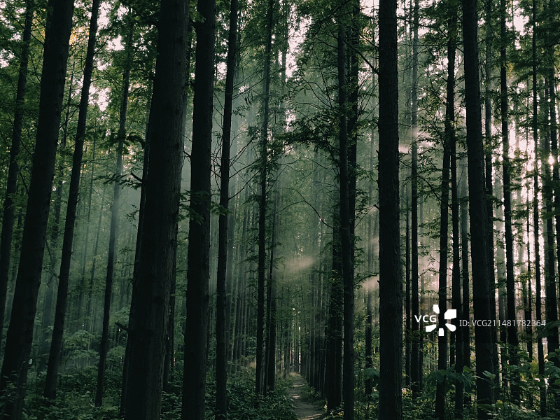 幽静的森林图片素材
