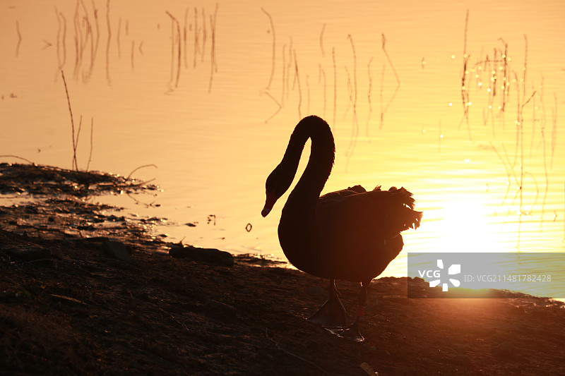 夕阳下的黑天鹅图片素材