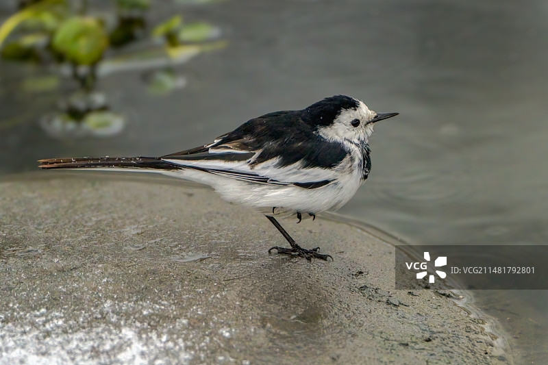白鹡鸰图片素材