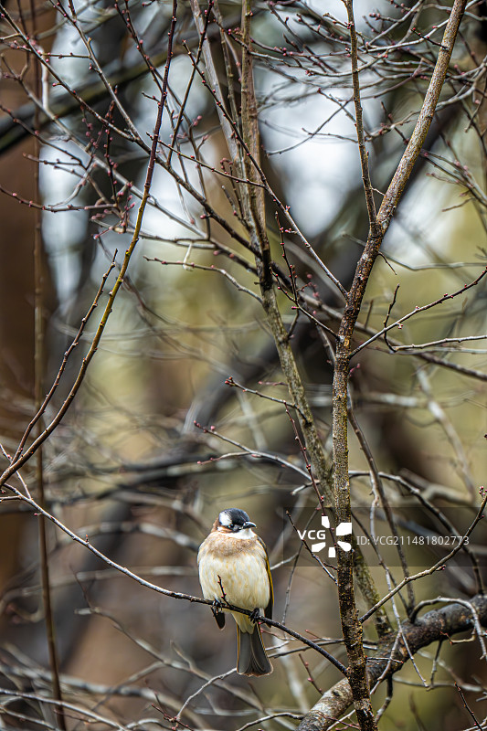 白头翁站在树枝上的特写图片素材
