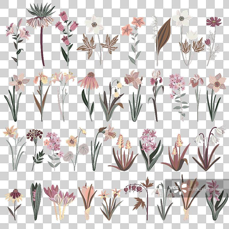 花园花卉绘画图片素材