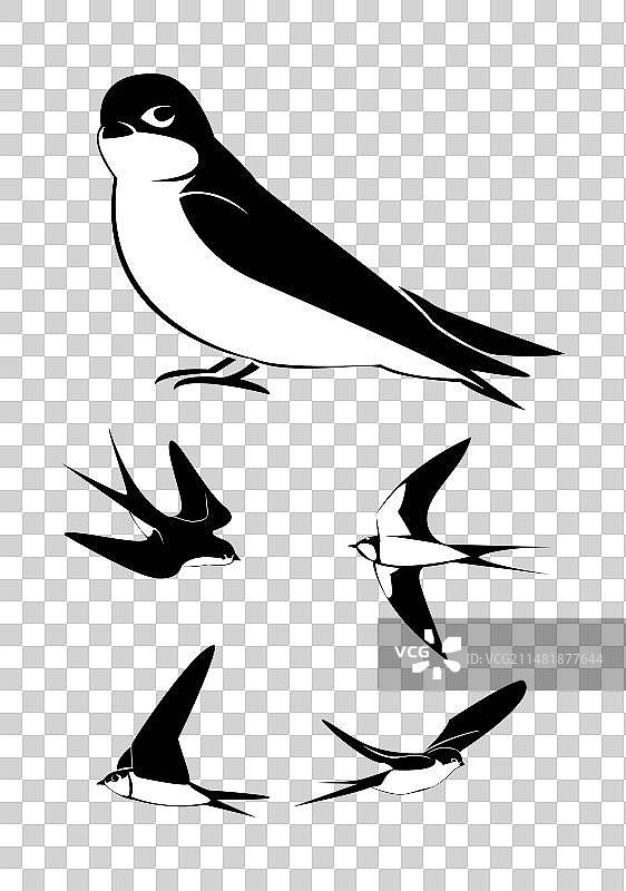 黑与白图片素材