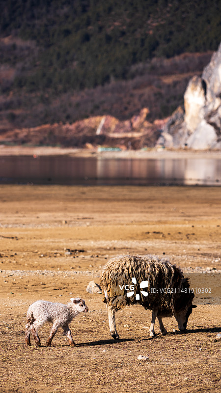 云南香格里拉纳帕海图片素材