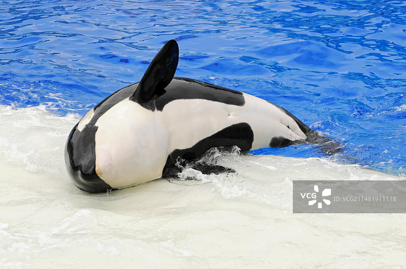 穿着服装的虎鲸，圣地亚哥海洋世界图片素材