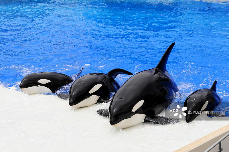 穿着服装的虎鲸（Orcinus orca），圣地亚哥海洋世界，美国加利福尼亚州图片素材