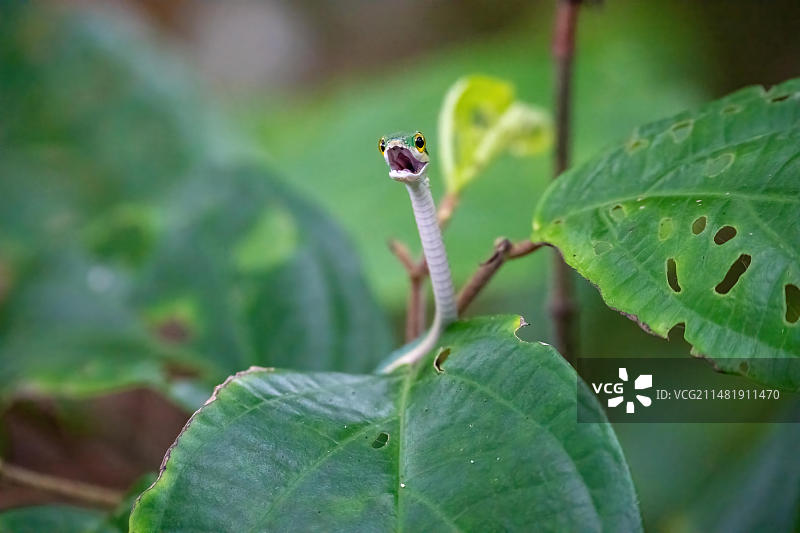 蛇，哥斯达黎加，中美洲图片素材