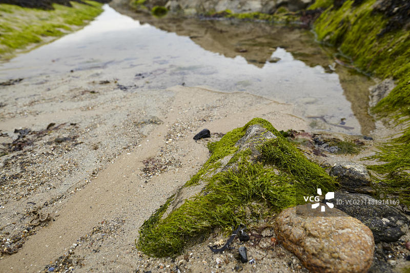 法国圣马洛附近的石头和海藻泥滩图片素材
